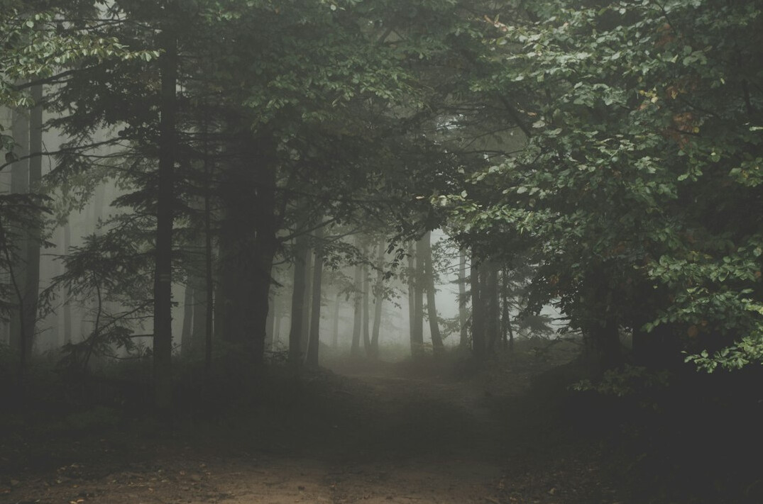 foggy forest path